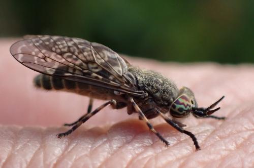 Haematopota pluvialis
